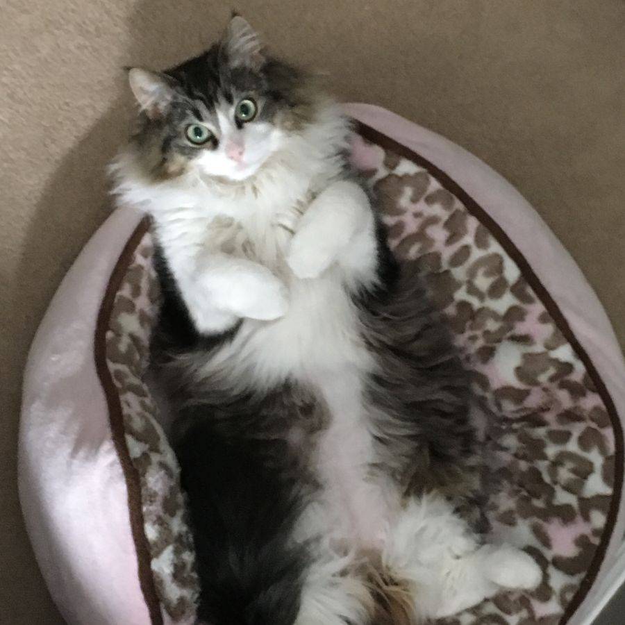 Tuli ragdoll adoption spruce grove ab