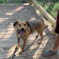 German Shepherd Mix For Adoption In Rogers AR – Supplies Included – Adopt Tundra