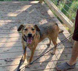German Shepherd Mix For Adoption in Rogers AR – Supplies Included – Adopt Tundra