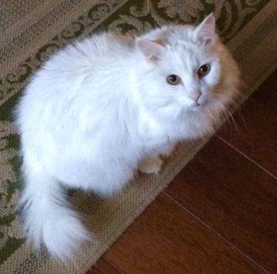 Turkish Angora Mix Cat For Adoption in Denver