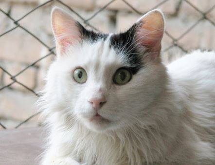 Turkish Van Cat Rehoming