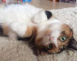 Tuxedo calico for adoption in brooklyn ny 2