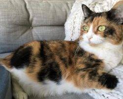 Tuxedo calico for adoption in brooklyn ny 2