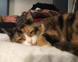 Tuxedo calico for adoption in brooklyn ny 2