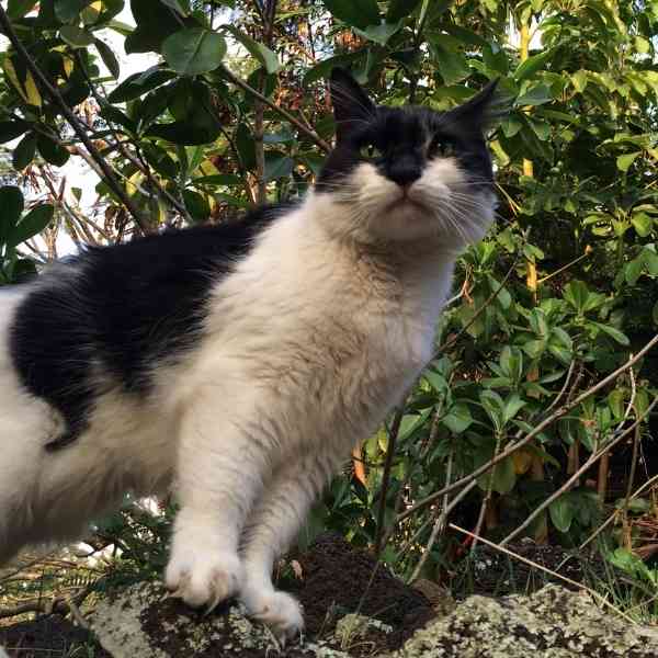 Turkish angora tuxedo cat adopt honolulu