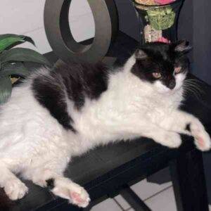 Tuxedo turkish angora cat for adoption in honolulu, hi – supplies included – adopt haku