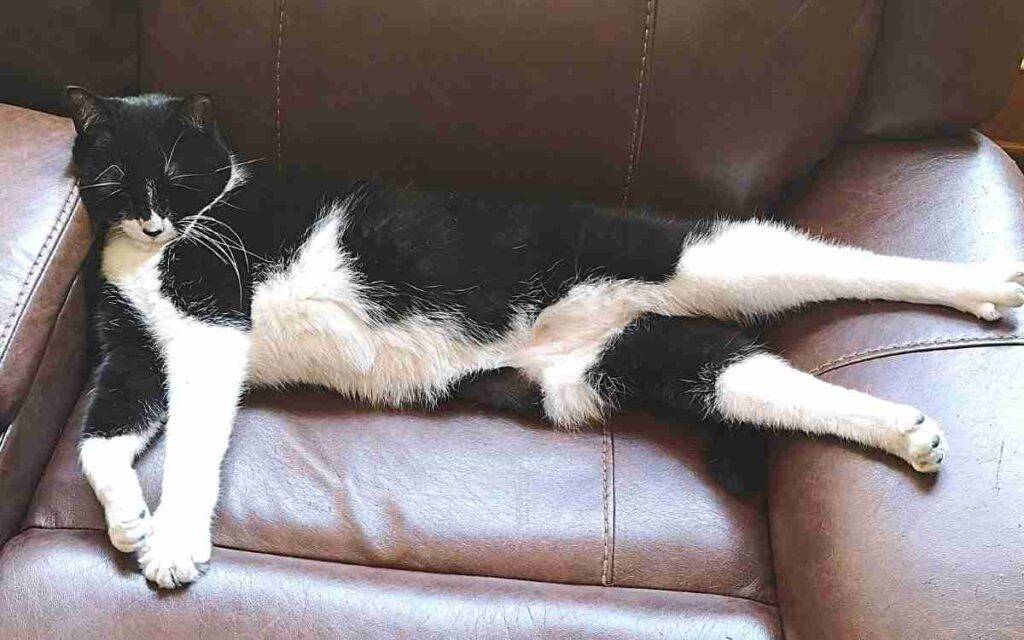 Tuxedo cat adoption calgary ab - gepetoo (5)