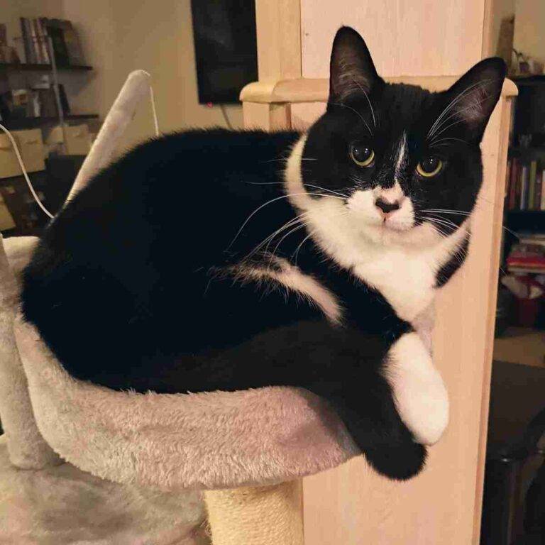 Tuxedo Cats For Adoption Near You Rehome or Adopt a Black and White
