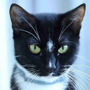Tuxedo cat adoption port charlotte florida - nissa