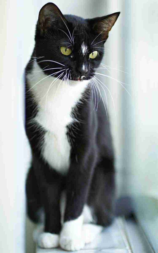 Tuxedo cat adoption port charlotte florida - nissa (4)