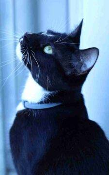 Tuxedo Cat Adoption Port Charlotte Florida - Nissa (6)