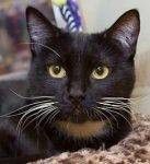 Tuxedo Cat For Adoption