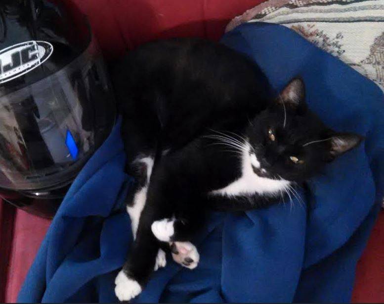 Tuxedo Cat For Adoption 3