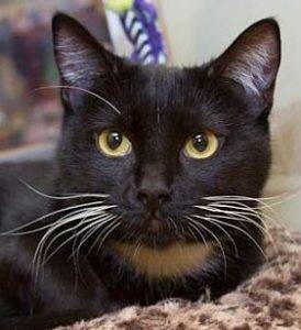Photo Tuxedo cat for adoption