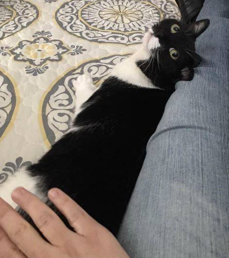 Tuxedo cat for adoption west jordan utah 2