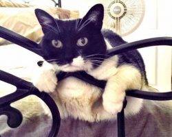 Tuxedo cat for adoption west jordan utah 7