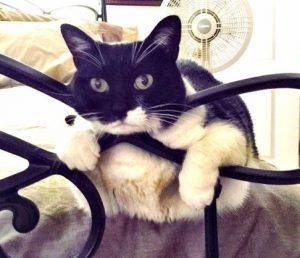 Adopted  sensational sophie – sweet, healthy tuxedo cat   – west jordan, utah