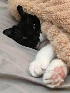 Tuxedo cat for adoption west jordan utah