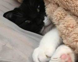 Tuxedo cat for adoption west jordan utah