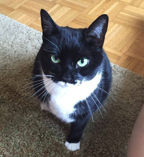 Tuxedo Cat For Adoption in Bronx