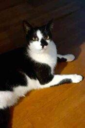 Tuxedo Cat For Adoption In Goodyear AZ - 1 (1)