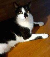 Tuxedo Cat For Adoption In Goodyear AZ - 1 (1)