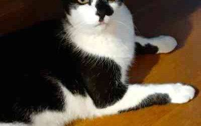 Black and white tuxedo cat for adoption in goodyear arizona – supplies included – adopt smokey pete