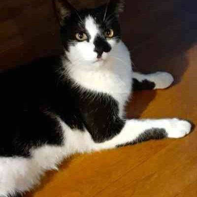 Tuxedo Cat For Adoption In Goodyear AZ - 1 (1)