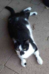 Tuxedo cat for adoption in goodyear az - 1 (5)