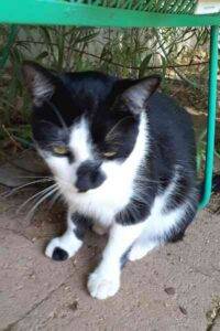 Tuxedo cat for adoption in goodyear az - 1 (5)