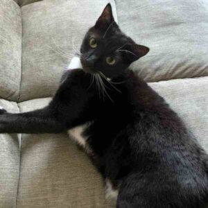 Photo Tuxedo Cat For Adoption in Sandy Springs GA 4