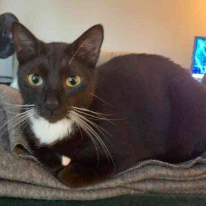 Photo Tuxedo Cat For Adoption in Sandy Springs GA 4