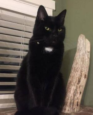 REHOMED – Pax The Purring Machine – 3 Yo M Tuxedo Cat  Seattle
