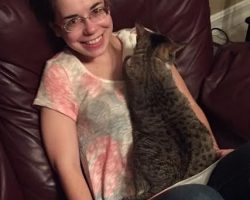 Tuxedo tabby cat adoption savannah ga 2