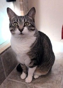 Tuxedo tabby cat adoption savannah ga