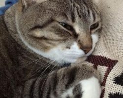 Tuxedo tabby cat adoption savannah ga 2