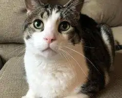 Tuxedo Tabby Cat For Adoption Michigan
