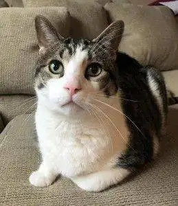 Tuxedo Tabby Cat For Adoption Michigan
