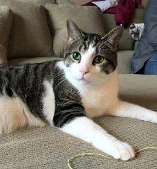 Tuxedo Tabby Cat For Adoption Michigan 3