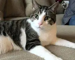 Tuxedo Tabby Cat For Adoption Michigan 3