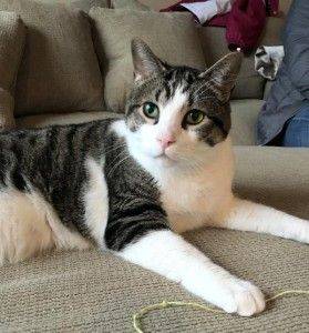 Rehomed! Cash – laid back male tabby cat in michigan