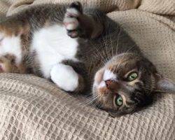 Tuxedo tabby cat for adoption in dallas texas 2