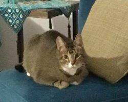 Tuxedo tabby cat for adoption in dallas texas 2