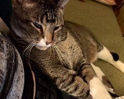 Tuxedo tabby cat for adoption in dallas texas 2