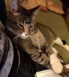 Tuxedo tabby cat for adoption in dallas texas 2