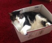 Tuxedo Tabby Cat For Adoption in Honolulu