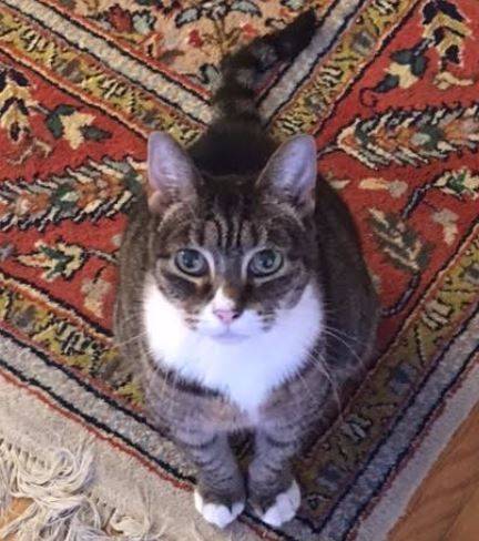 Tuxedo Tabby Cat For Adoption in LA 4