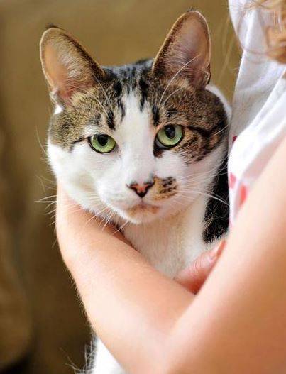 Tuxedo Tabby Cat For Adoption
