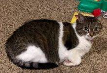 Tuxedo Tabby Female Cat For Adoption