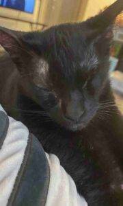 Tuxedo and black cat adoption dallas texas 1 (15)